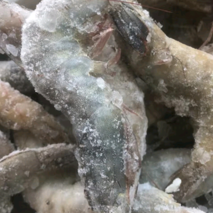 鱼方案虾类