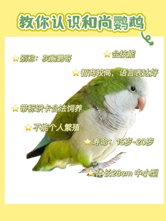 和尚鹦鹉的介绍 | 会说话哦