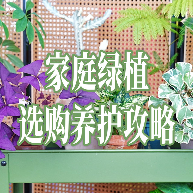 家的松弛感是绿植给的：家庭绿植选购养护攻略