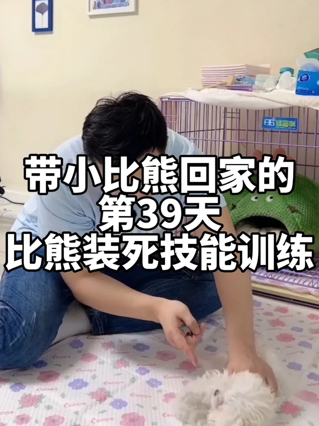带小比熊回家的第39天，比熊装死技能训练