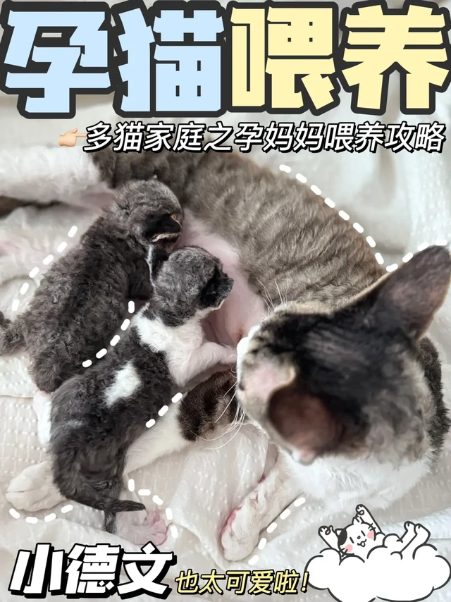 多猫家庭的孕猫如何健康喂养？别再搞特殊了！