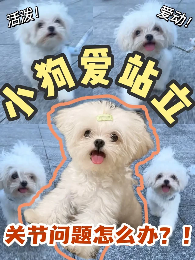终于踏实了！不用焦虑狗子关节了😭