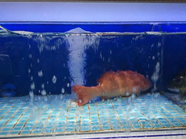 哇！东星斑竟然这么好吃！