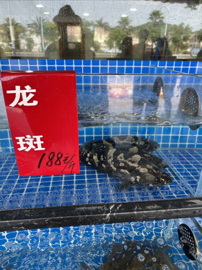 贝司令贝类