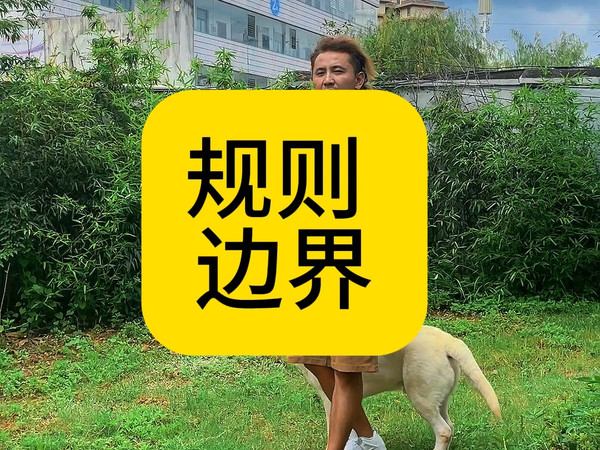 必要规则和边界才能养出听话的狗