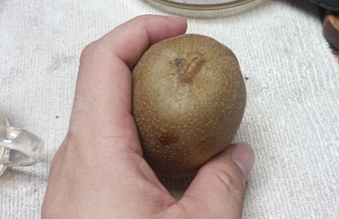 南步新鲜水果