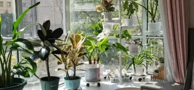 这 4 种植物，最宜摆在卧室，助您改善睡眠，和失眠说再见！