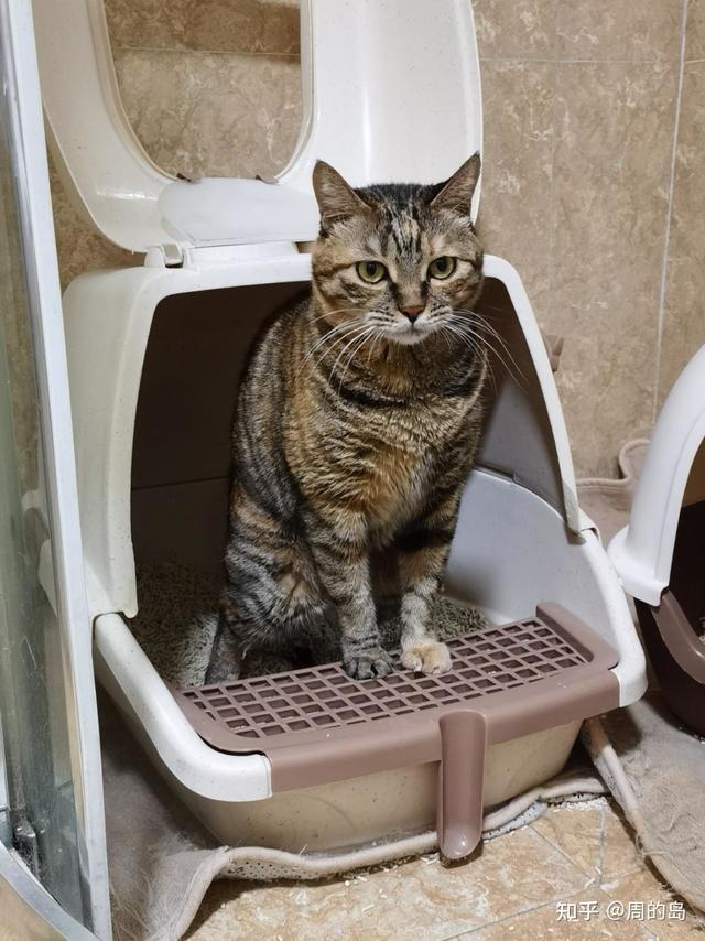 如何训练一只小狸花猫学会使用猫砂？