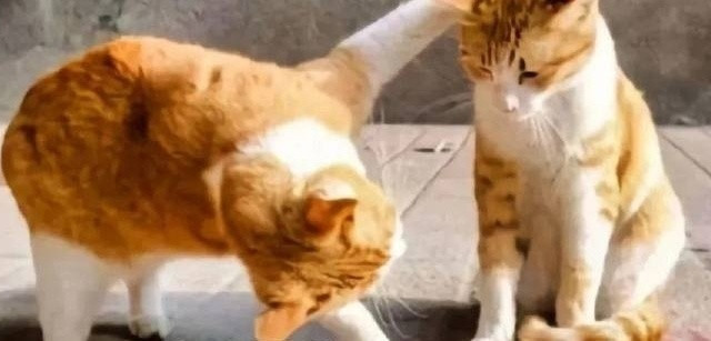 接猫二胎的必需工作，你准备好了吗？