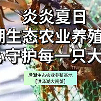 炎炎夏日，后湖生态养殖基地匠心守护每一只大闸蟹！