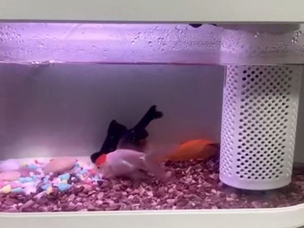 画法几何智能生态懒人鱼缸C180客厅小型鱼缸上过滤带灯一键换水38cm长