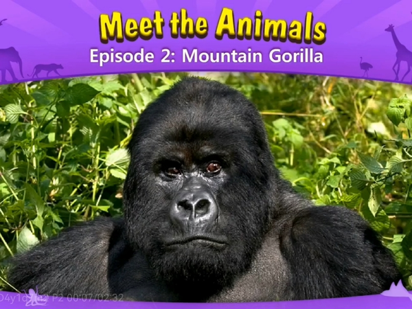 遇见动物 第二集 山地大猩猩 想到哪儿说哪儿的解说