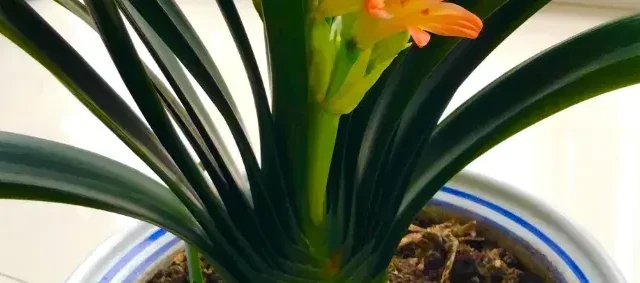 这 3 种花，要是不及时换盆，盆土会被“吃光”，叶片枯黄，追悔莫及！