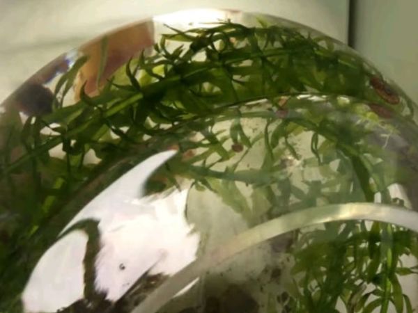 共度创意桌面鱼缸 生态圆形玻璃金鱼缸乌龟缸 迷你小型造景家用水族箱  口径10CM 肚径13CM 高度15CM
