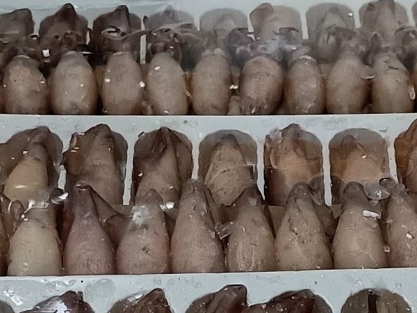 秋季尝个鲜