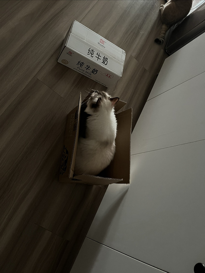 猫玩具