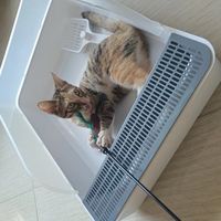 猫砂盆