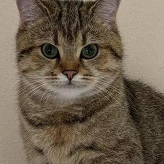 中华田园猫_猫粮_什么值得买