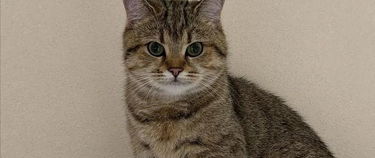 花猫 中华田园猫_猫粮_什么值得买