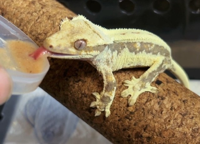 异宠篇-睫角守宫🦎