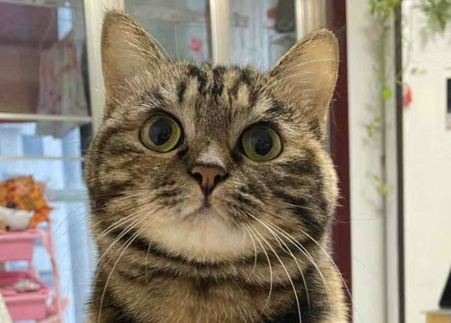 一分钟认识一只猫-田园猫扛把子狸花猫