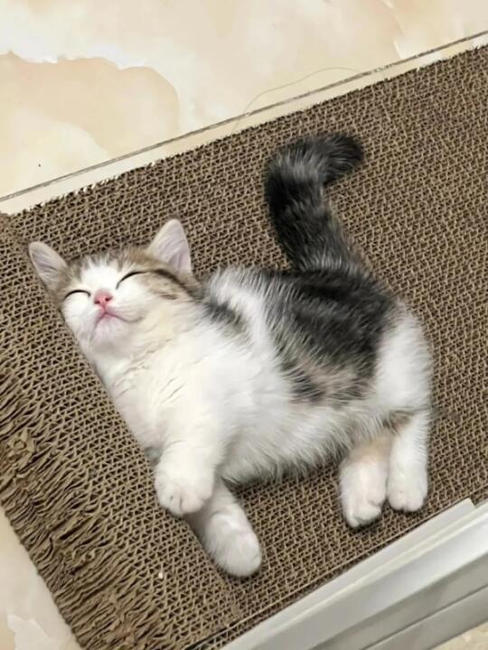 月均180元穷养猫（不生病还粘人）