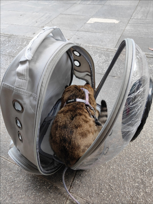 宠物外出箱大比拼，谁是最强守护者？