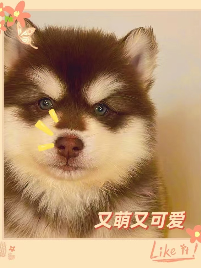 狗狗沐浴露之四