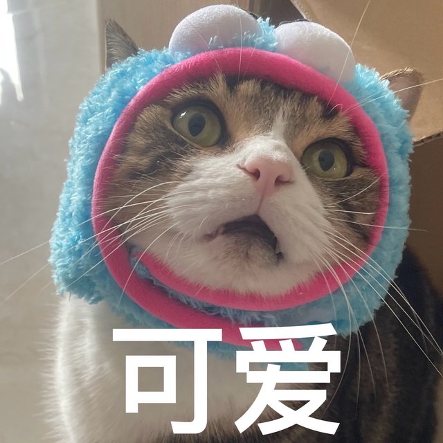 帮喵喵去亚宠展进货啦