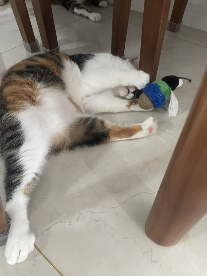 伯纳天纯猫咪干粮