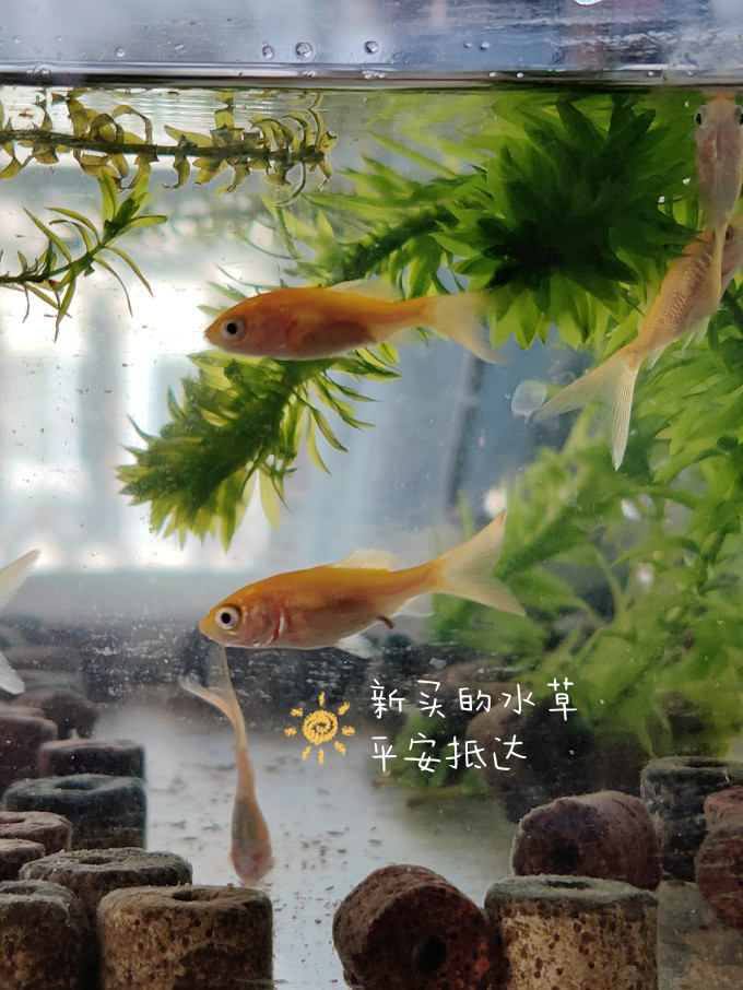 意牌水草用品