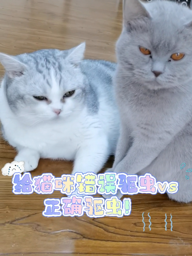 给猫咪错误驱虫VS正确驱虫