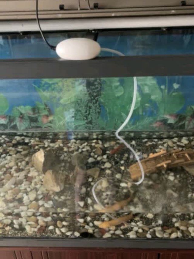 鱼缸增氧泵