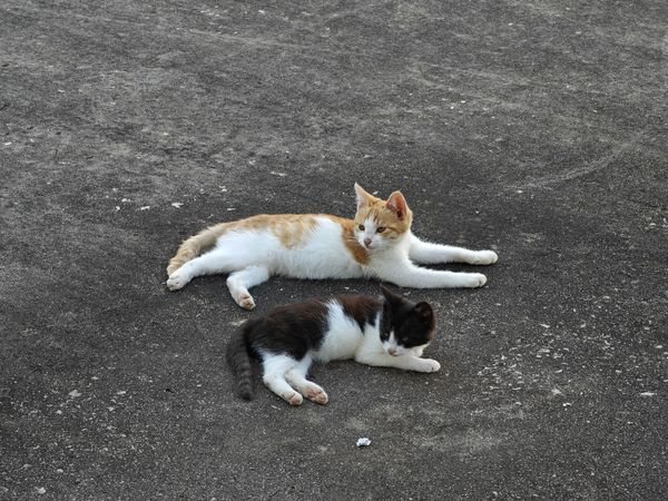 有人投喂就是好，每天都能见到悠闲自在的流浪猫真好