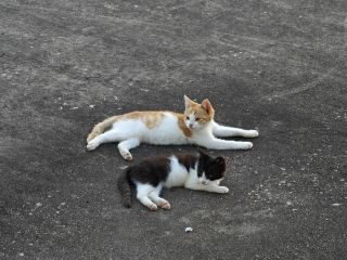 有人投喂就是好，每天都能见到悠闲自在的流浪猫真好