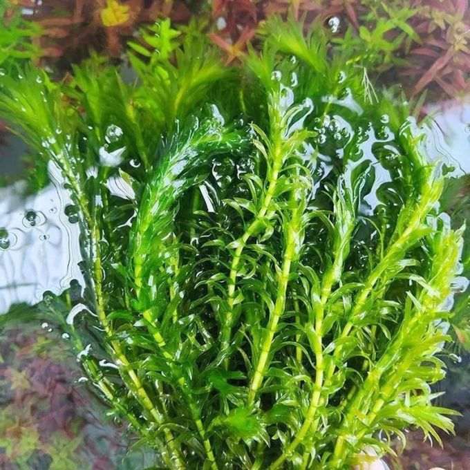 水草用品