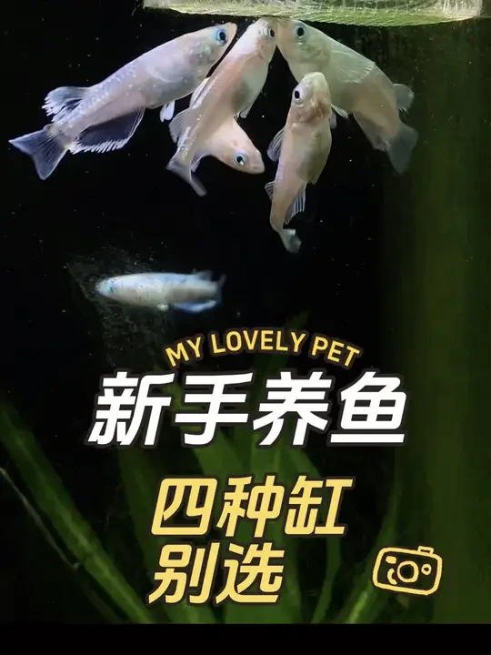 新手养鱼，以下四种缸别选#水族 #鱼友 #养鱼日记 #养鱼人 #水族爱好者