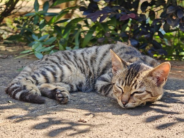 楼下的流浪猫越来越多，越来越懒了，我该不该继续喂？
