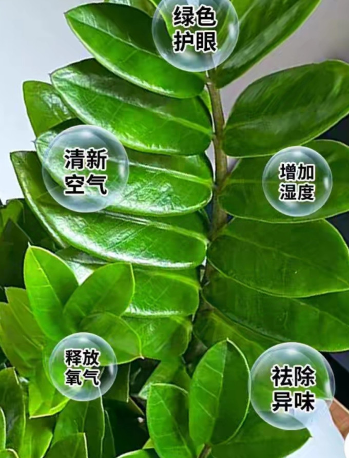 鲜花绿植