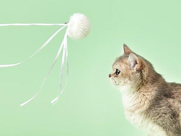 猫玩具品牌排行榜前十名，猫玩具推荐