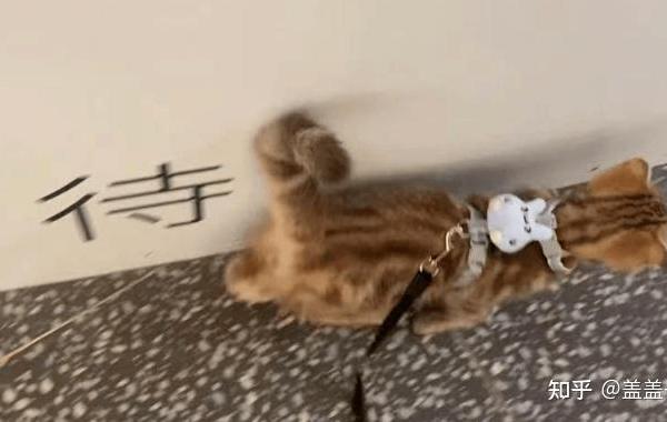 怎么训练能让猫能带出门？