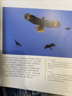 生命的故事