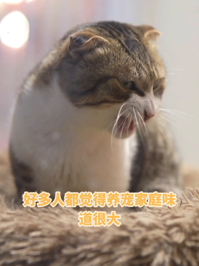 谁说养宠家庭味道很大的❗