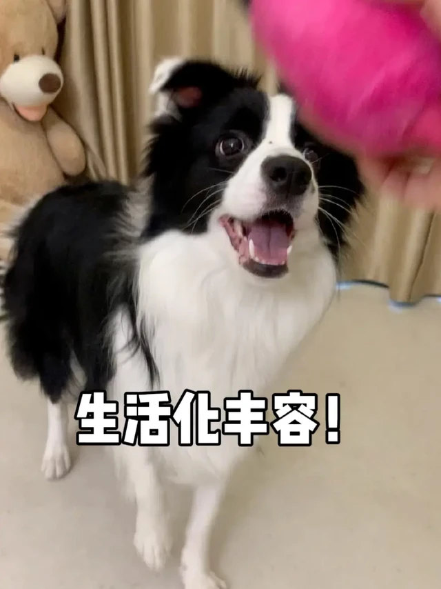 按狗狗喜欢的方式过一天