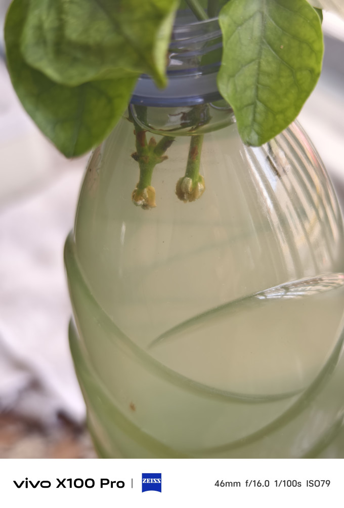 爱你一万年鲜花绿植