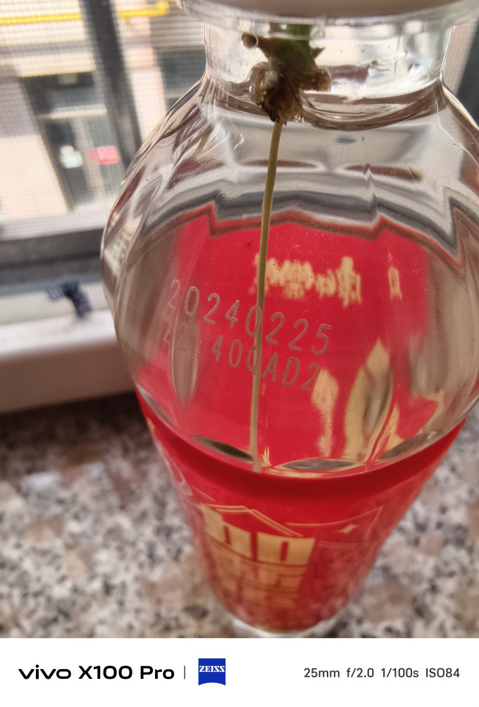 爱你一万年鲜花绿植