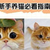 手养猫必读：金渐层猫咪接手一站式攻略