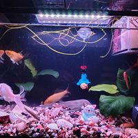 森森超白玻璃鱼缸,让家变成水族馆!