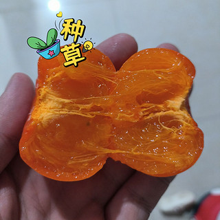 美味的流心小蜜柿，熟了一定要尽快吃，否则极易变质发酸，我一个朋友说的😭😭😭