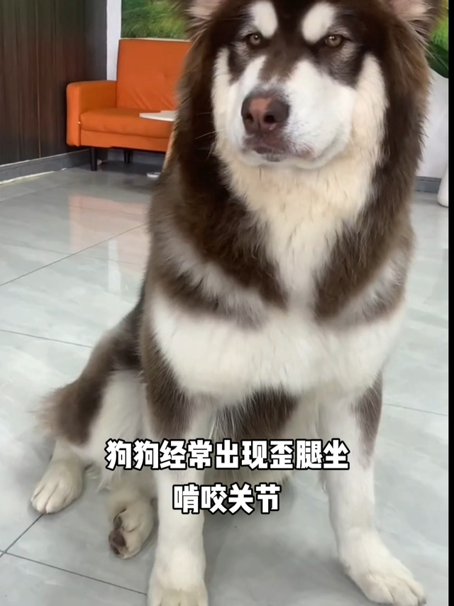 狗狗歪腿坐的注意